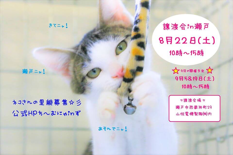 猫の譲渡会IN瀬戸～ちーむにゃいんず　８月２２日