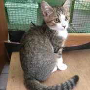 【保護猫】むすび推定８ヶ月♀キジトラ白