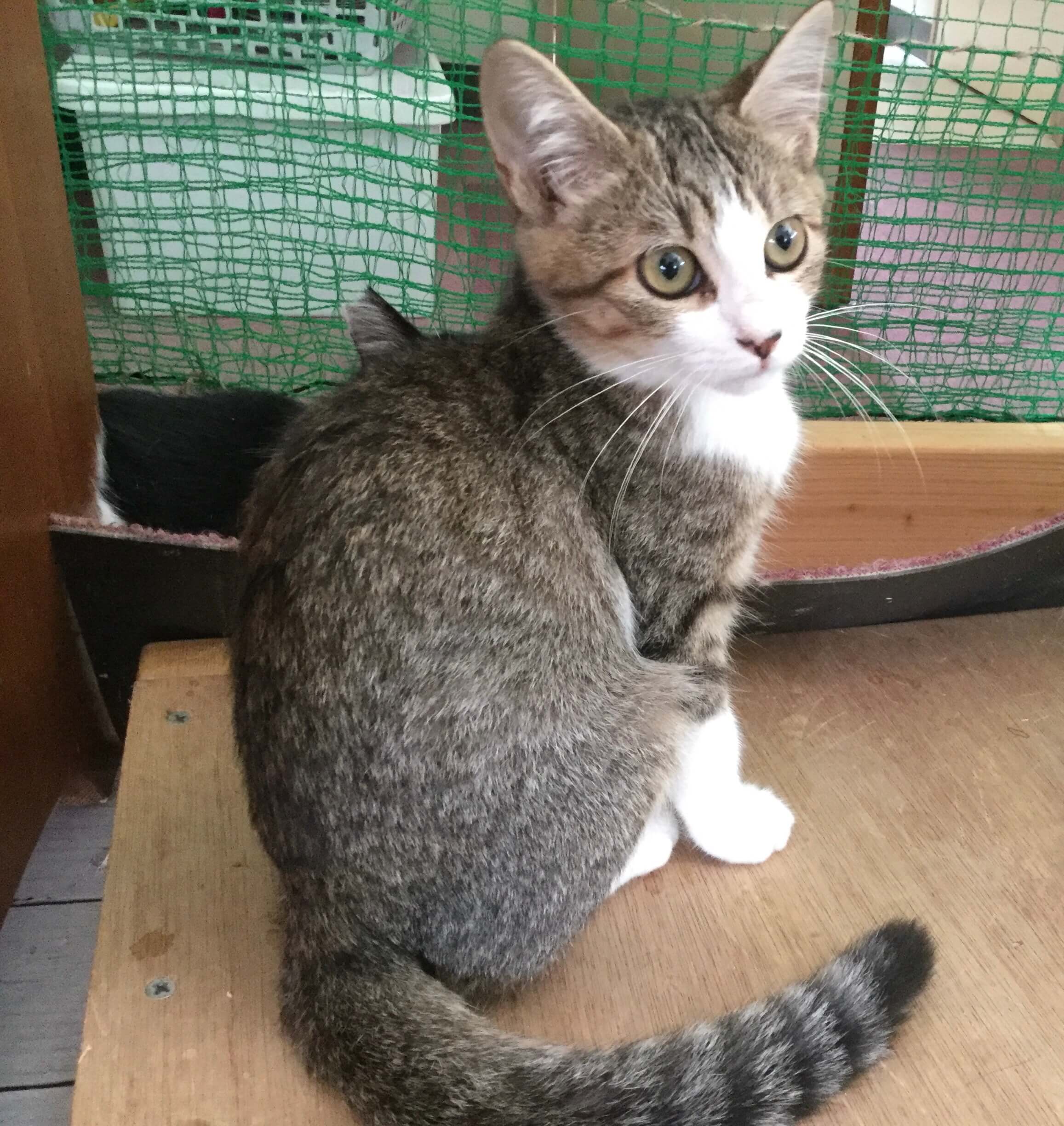 【保護猫】むすび推定８ヶ月♀キジトラ白