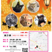 sakai猫活　猫の譲渡会