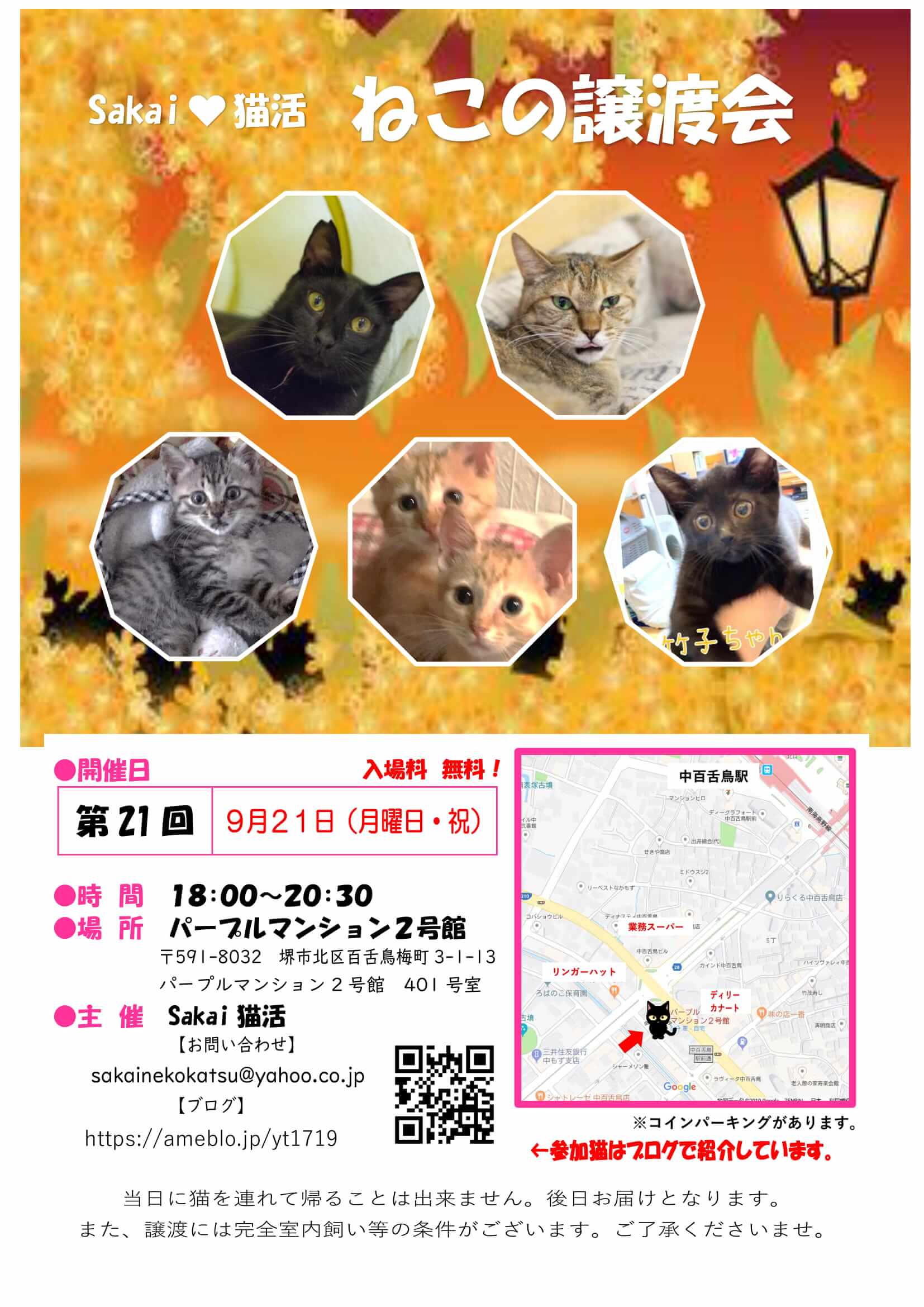 sakai猫活　猫の譲渡会