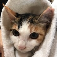 おめめクリクリの可愛いみぃちゃん