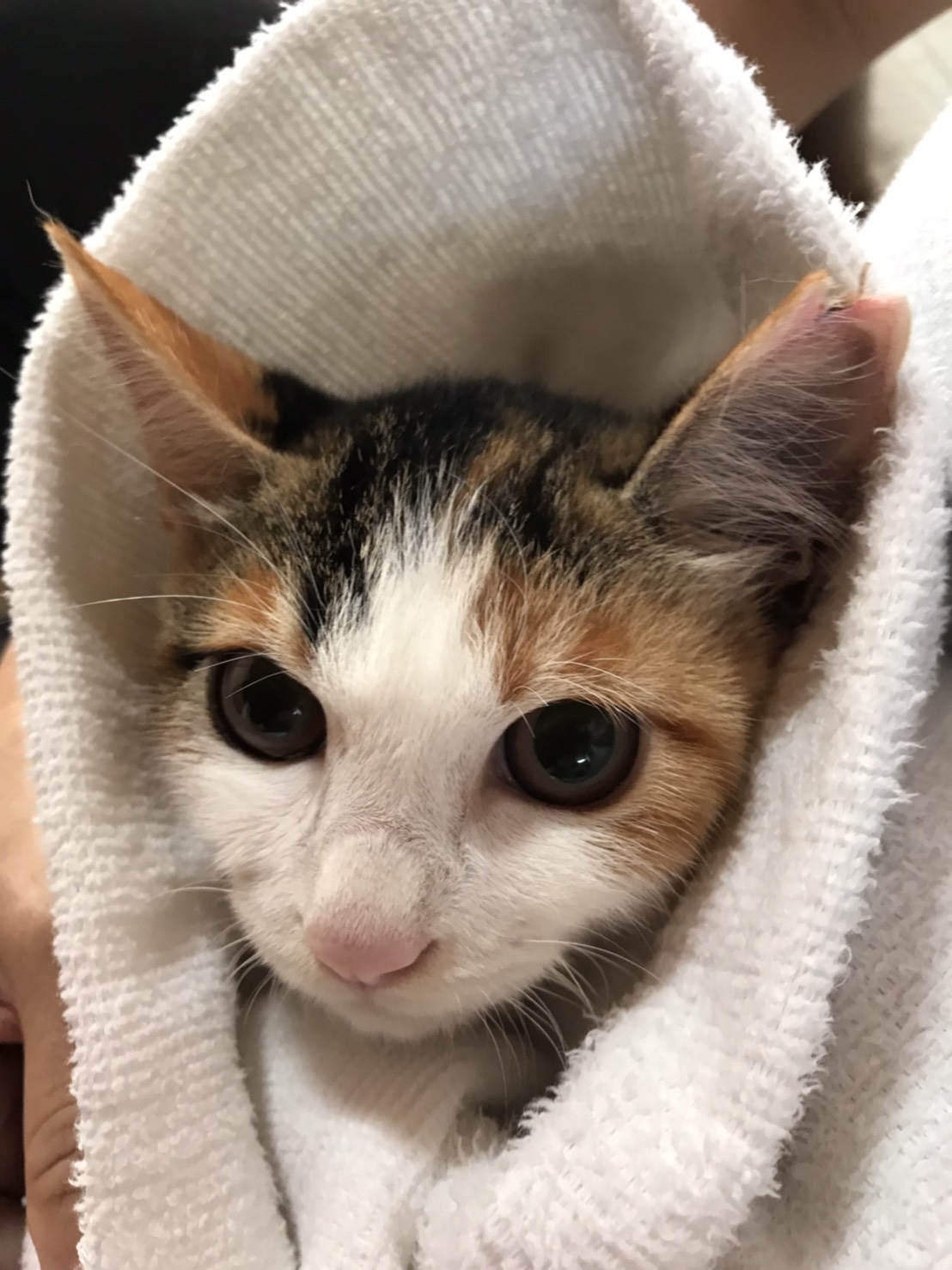 おめめクリクリの可愛いみぃちゃん