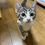 キジ白♀ 生後5ヶ月ほど ソックス