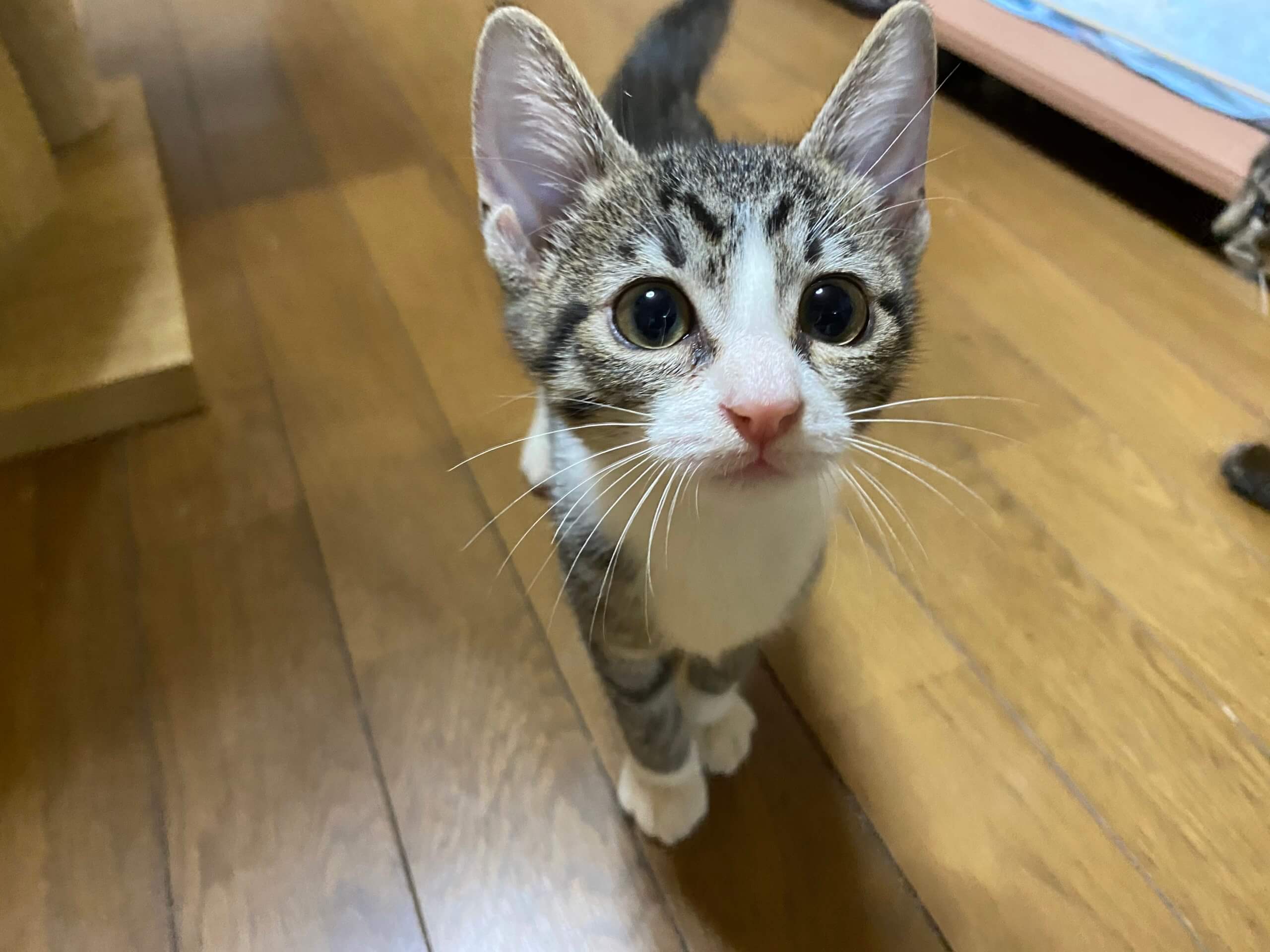 キジ白♀ 生後5ヶ月ほど ソックス