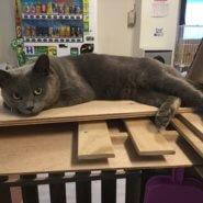 【保護猫】ロシアン推定2歳♂グレー