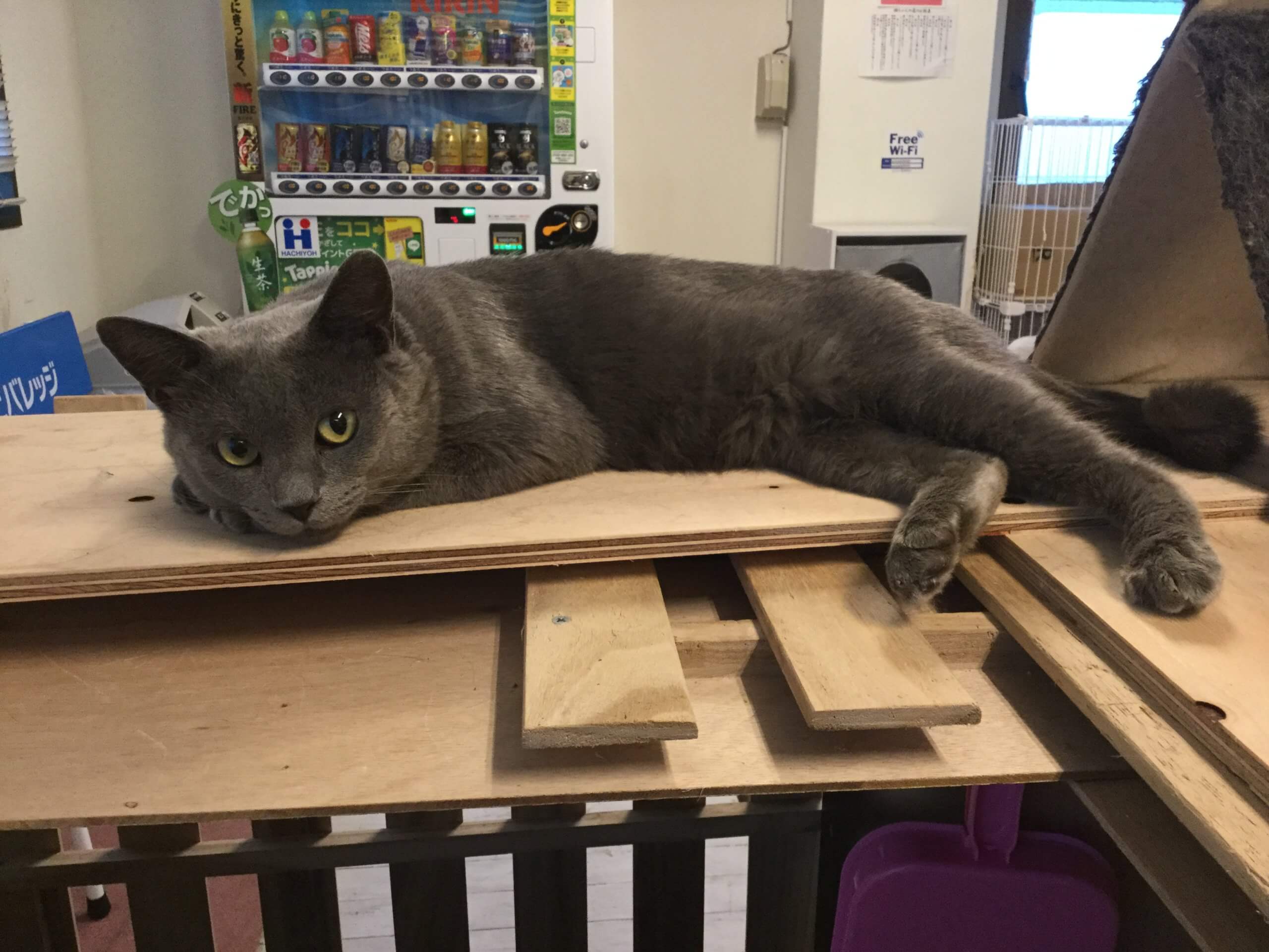 【保護猫】ロシアン推定2歳♂グレー