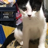 生後3か月位のオス猫