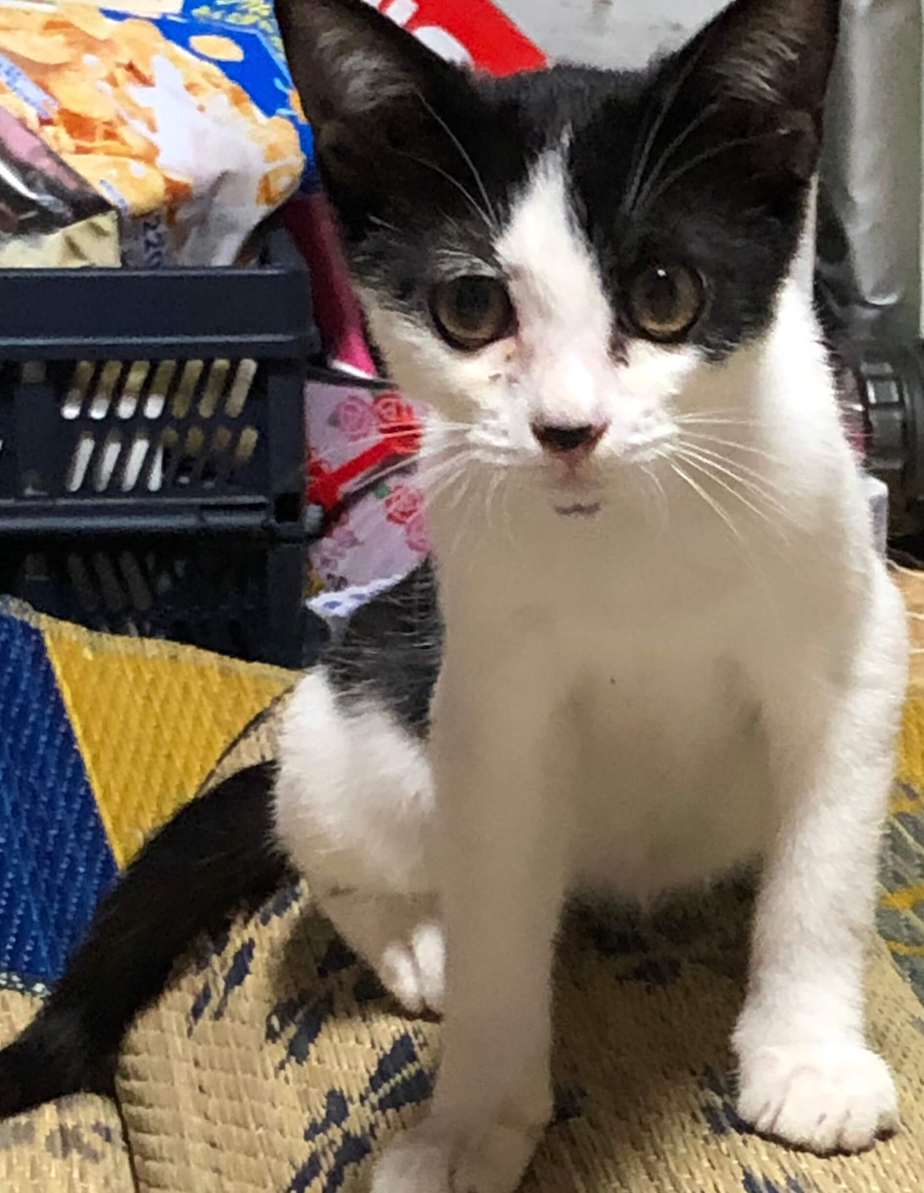 生後3か月位のオス猫