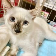 シャム系♀生後5ヶ月ほど ナミちゃん