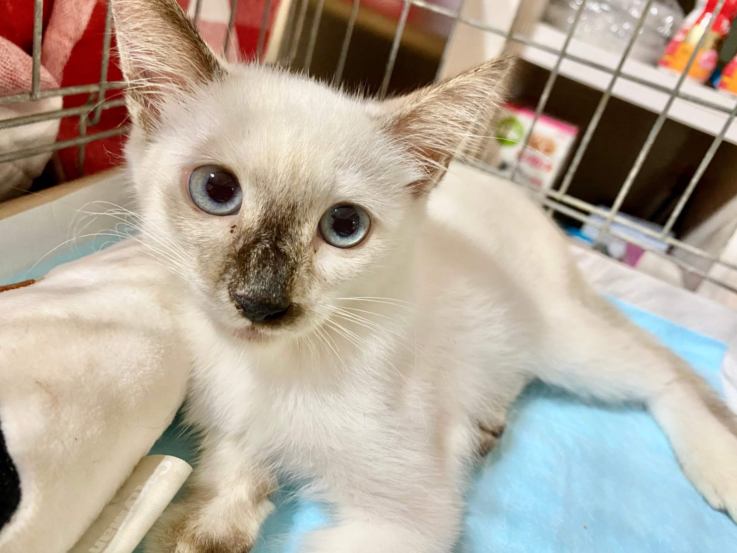 シャム系♀生後5ヶ月ほど ナミちゃん