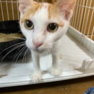 白茶♂生後8ヶ月ほど ジュン エイズ陽性