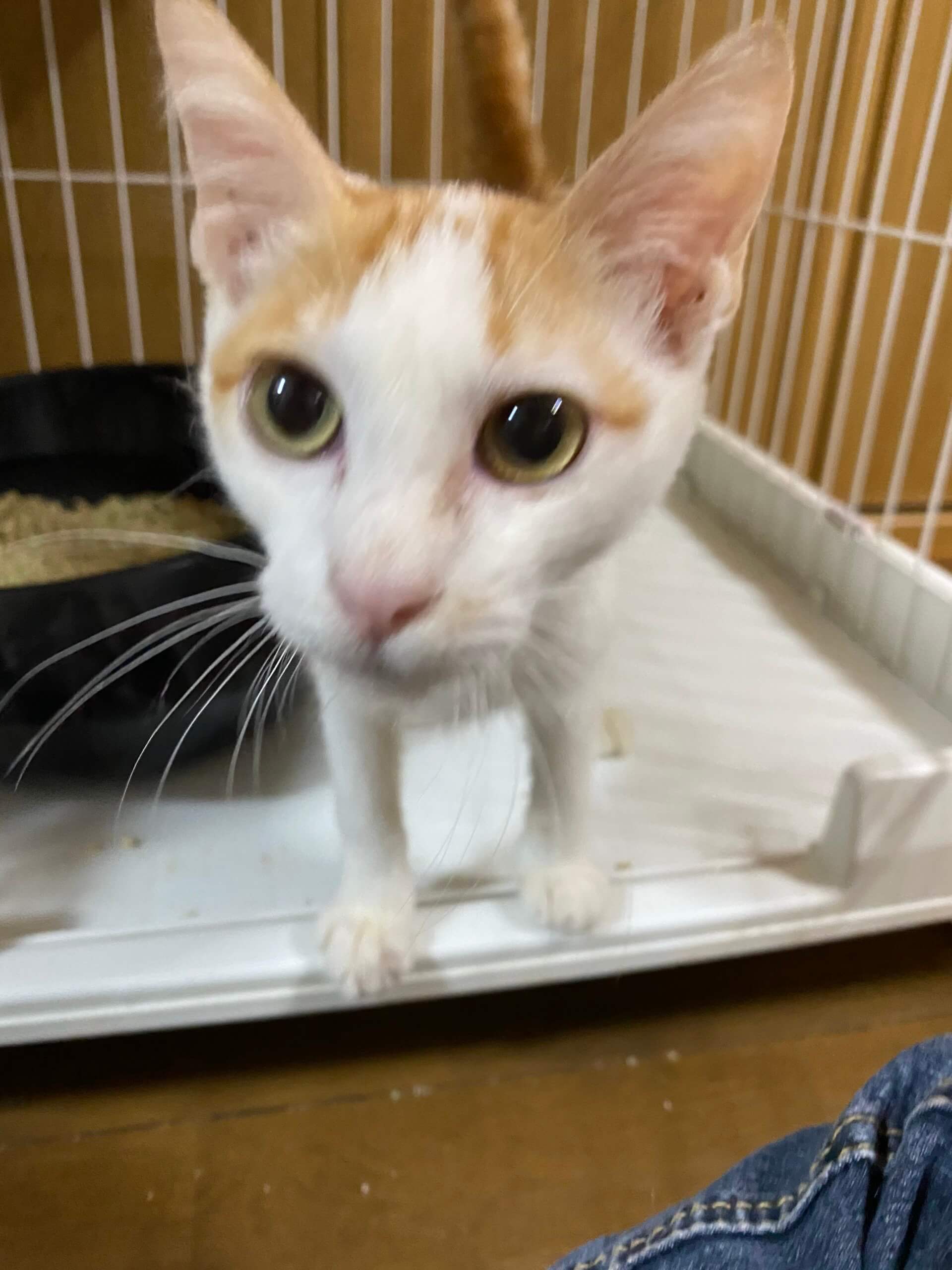 白茶♂生後8ヶ月ほど ジュン エイズ陽性