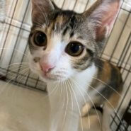 ミケ ♀生後6ヶ月ほど ミーニャ