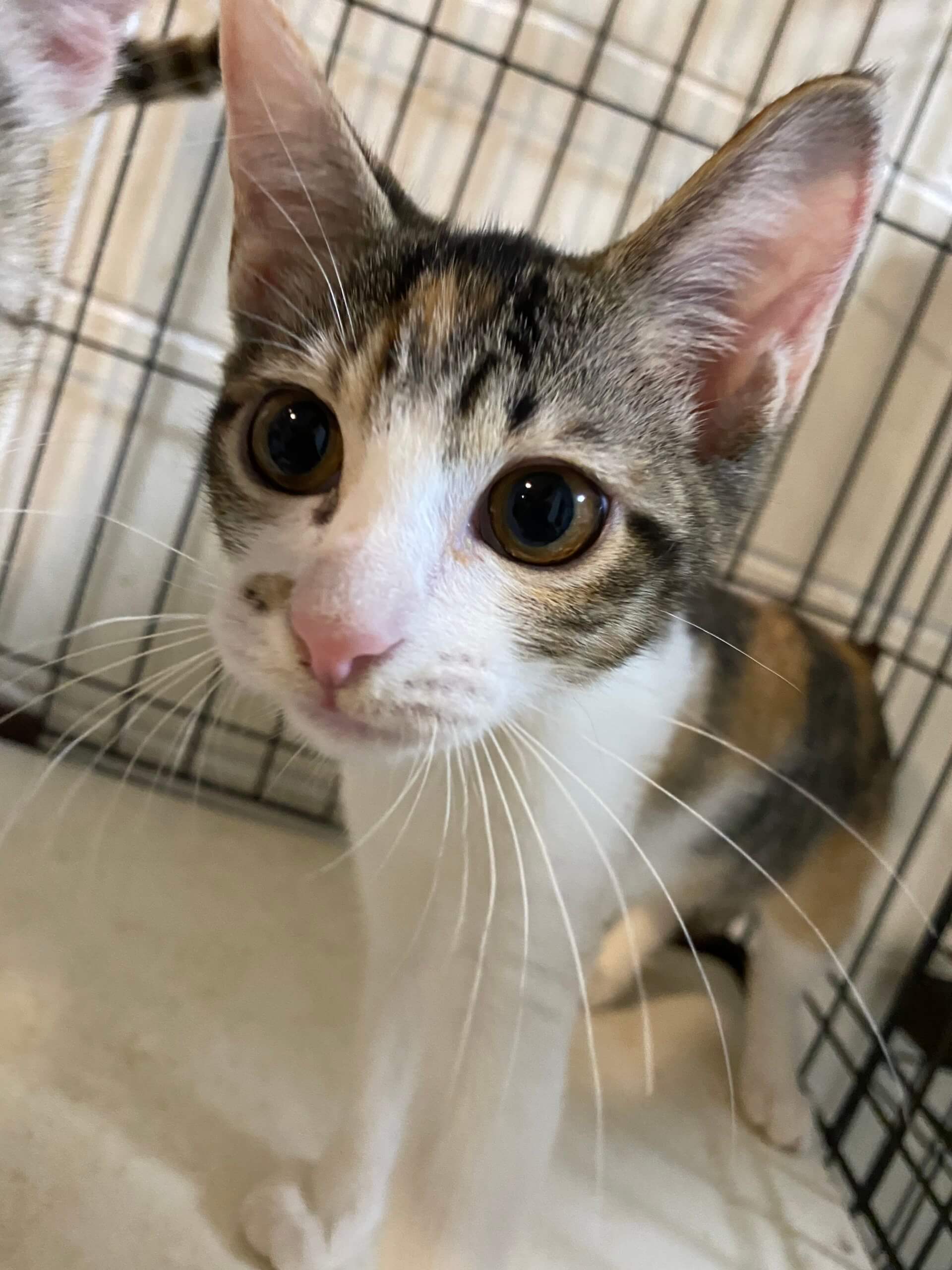 ミケ ♀生後6ヶ月ほど ミーニャ