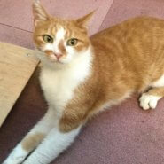 【保護猫】うにゃにゃ推定６歳♂茶白