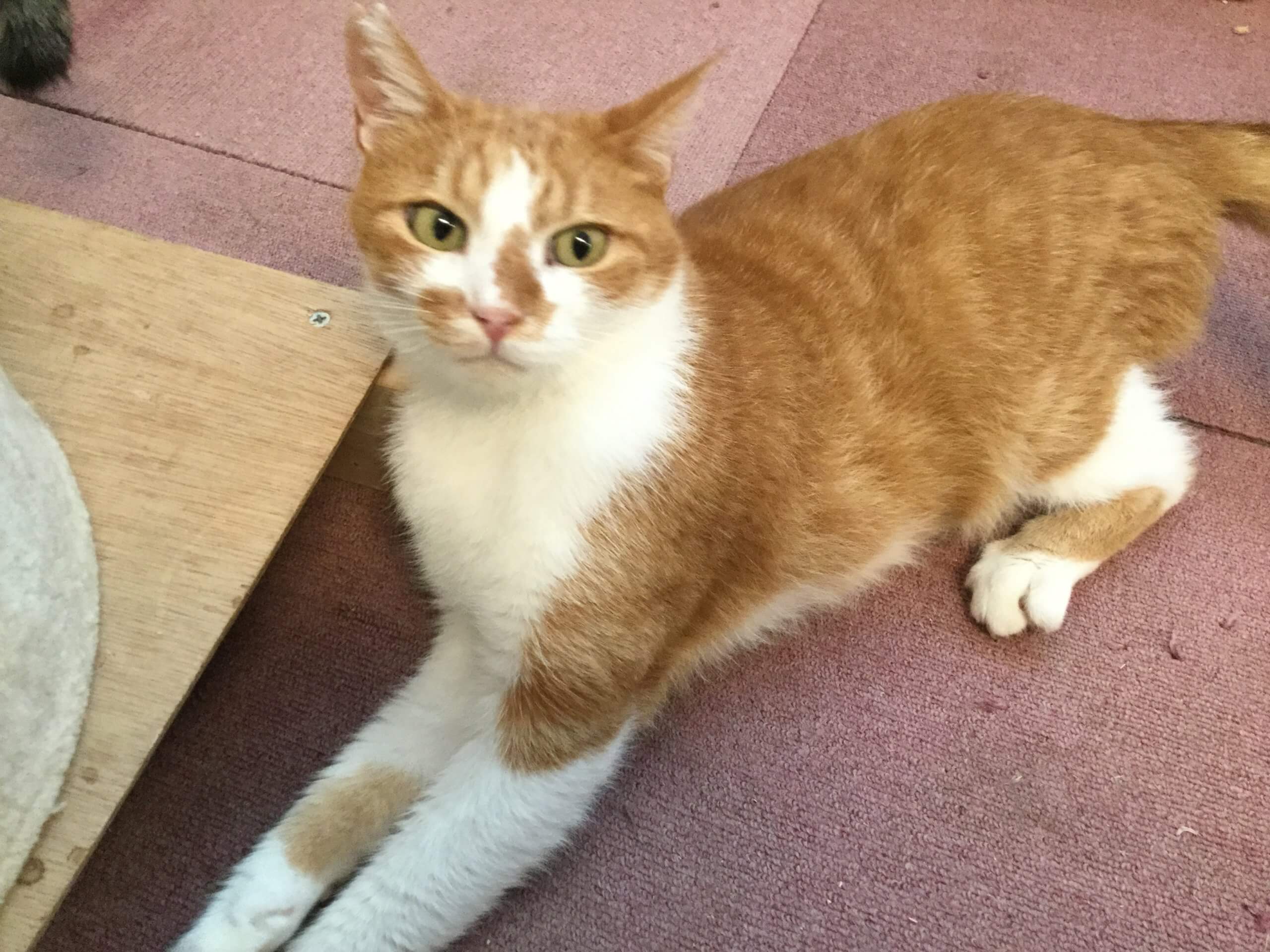 【保護猫】うにゃにゃ推定６歳♂茶白