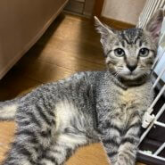 キジトラ♂ 生後5ヶ月ほど とら