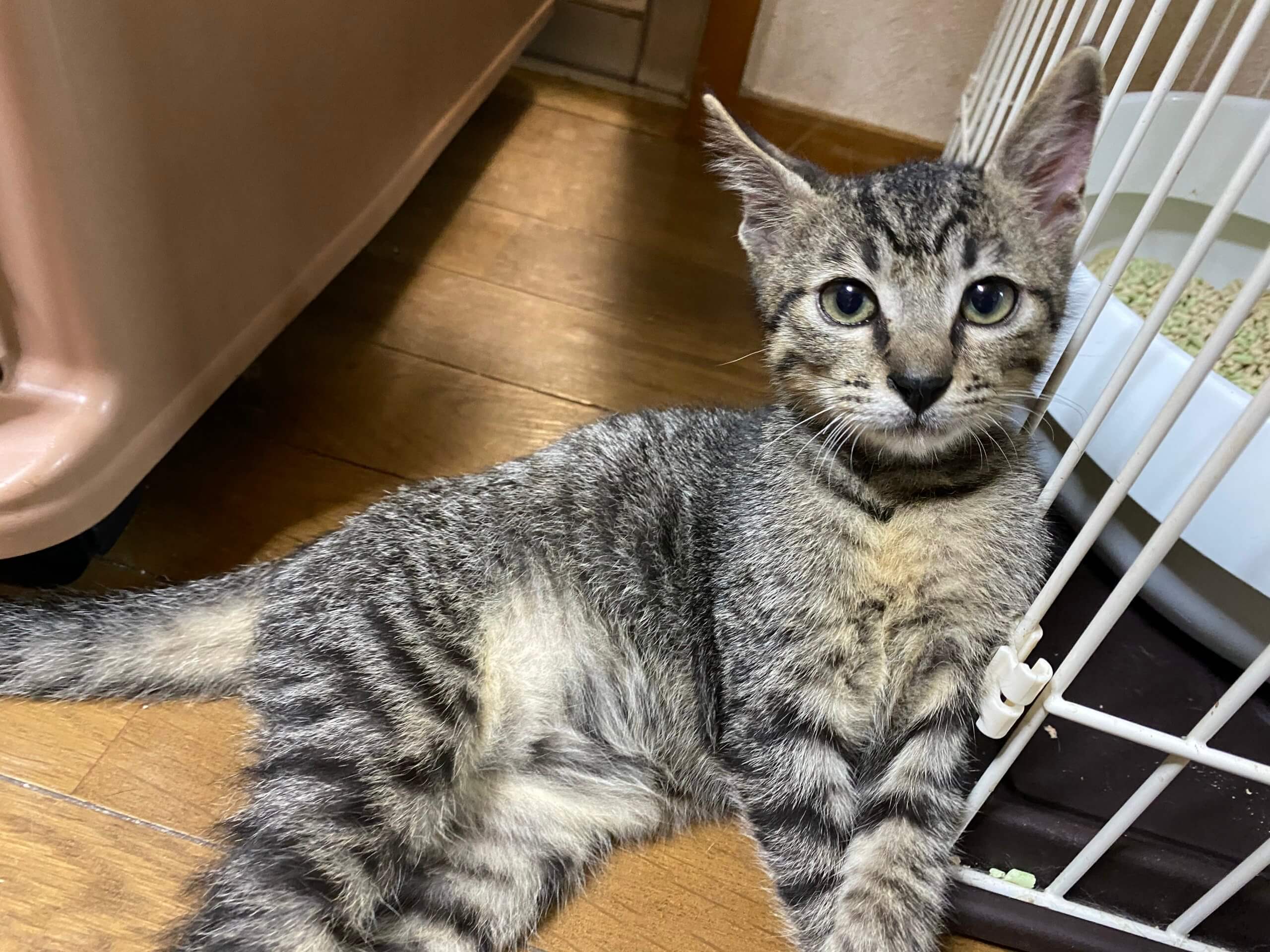 キジトラ♂ 生後5ヶ月ほど とら