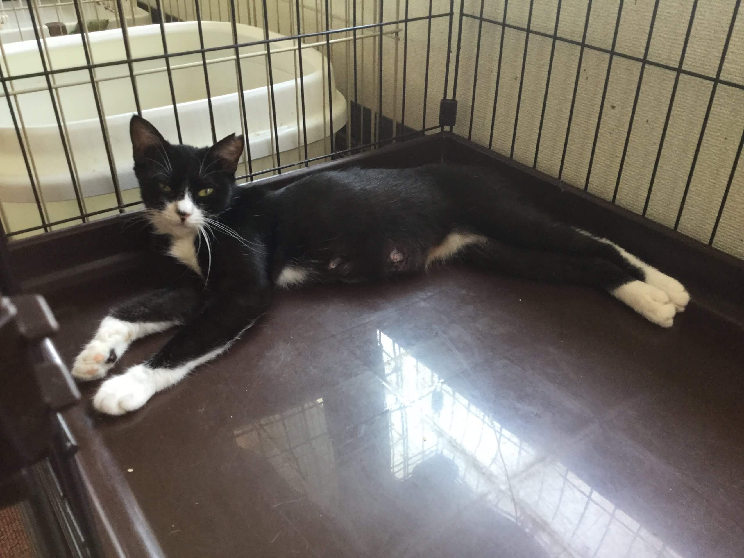 【保護猫】ハニー推定1歳♀ハチワレ