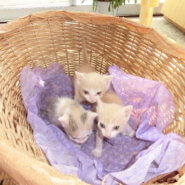 生後1ヶ月半の３姉妹