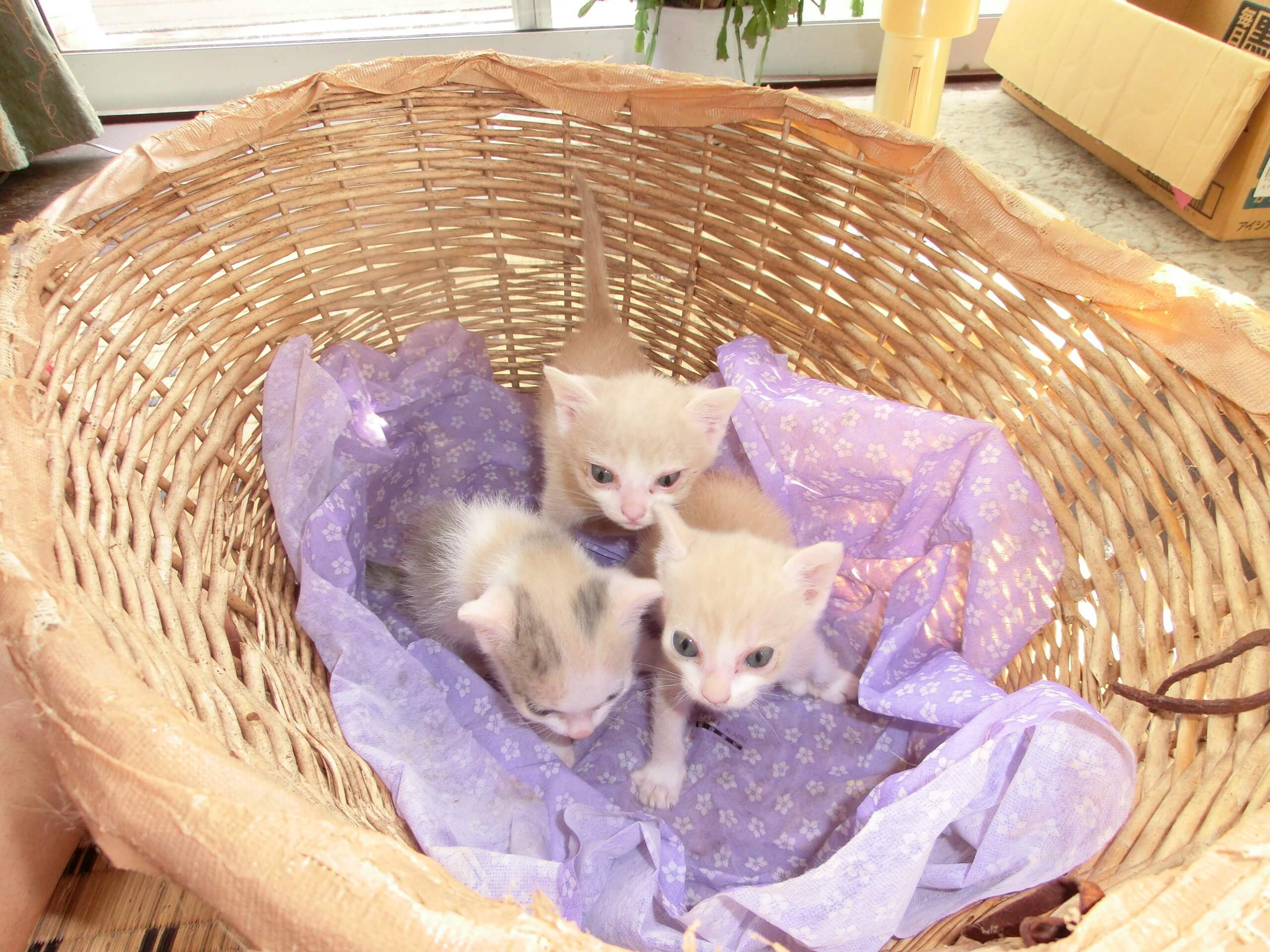 生後1ヶ月半の３姉妹