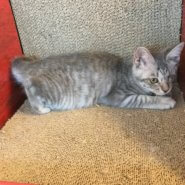 【保護猫】ミモザ推定7ヶ月♀サバトラ