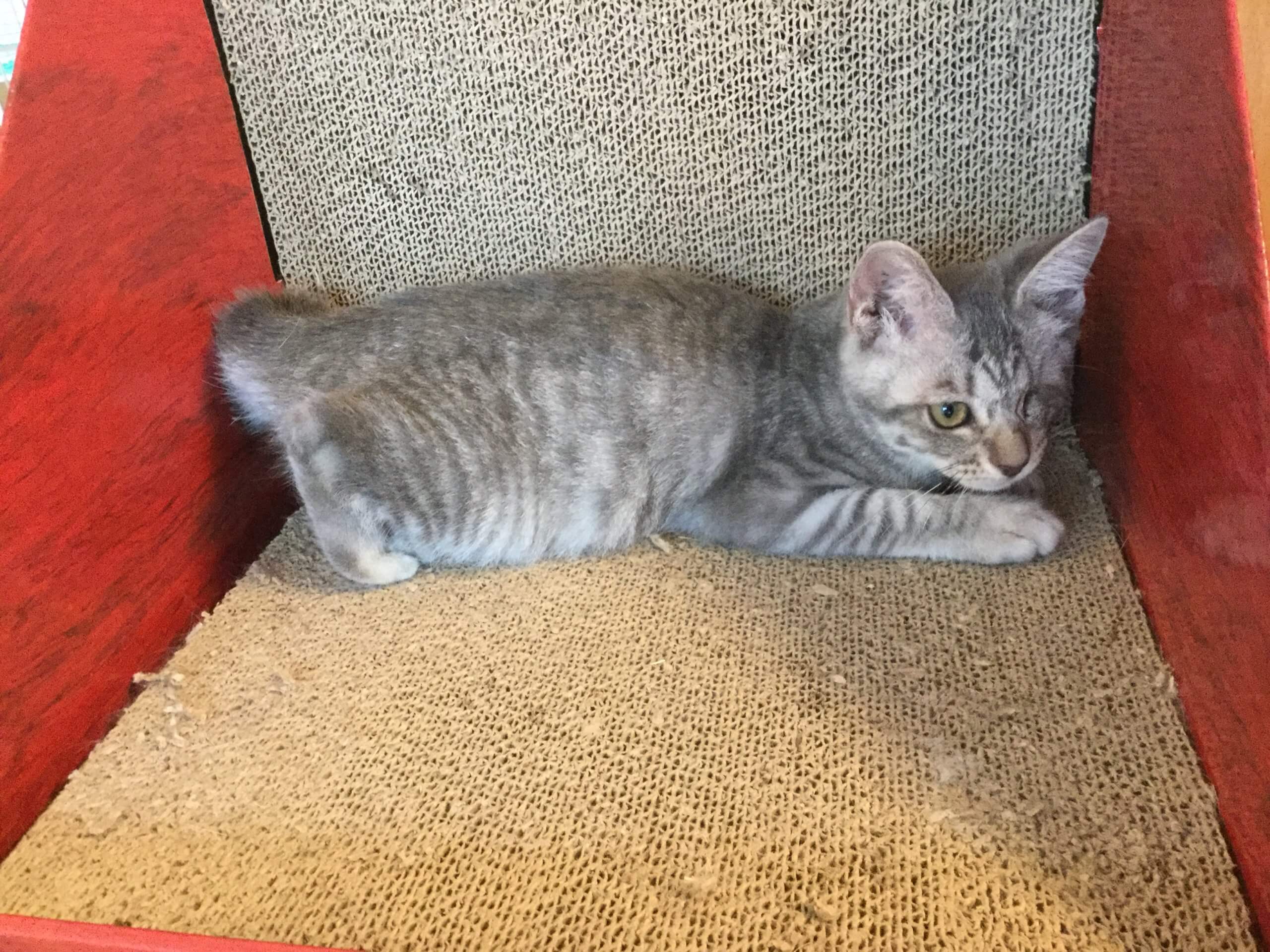 【保護猫】ミモザ推定7ヶ月♀サバトラ