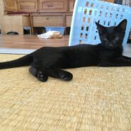 【保護猫】ちっち推定５ヶ月♂黒猫