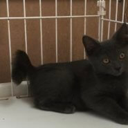 【保護猫】レンジ推定8ヶ月♂グレー