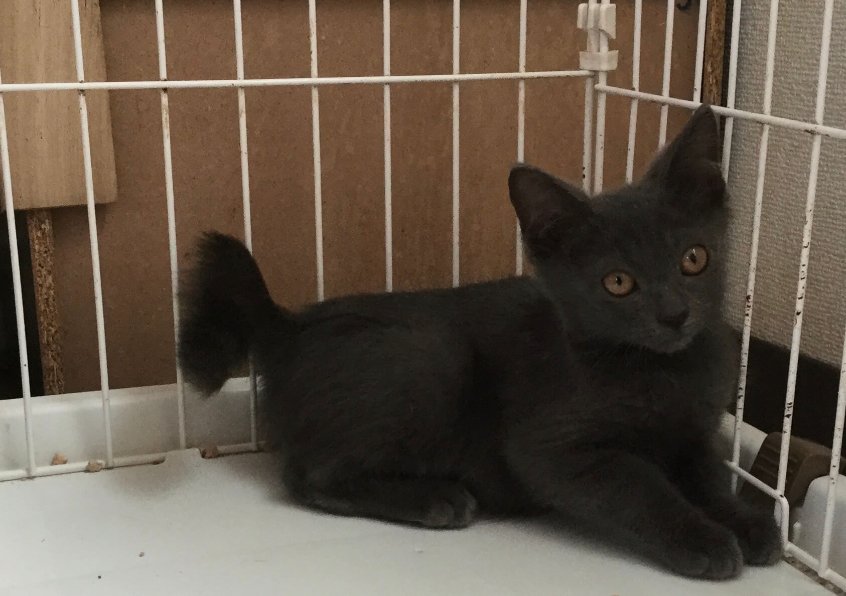 【保護猫】レンジ推定8ヶ月♂グレー