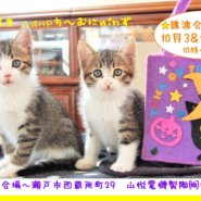 猫の譲渡会 IN 瀬戸 ～ ちーむにゃいんず ２０２０年１０月３日＆１７日開催