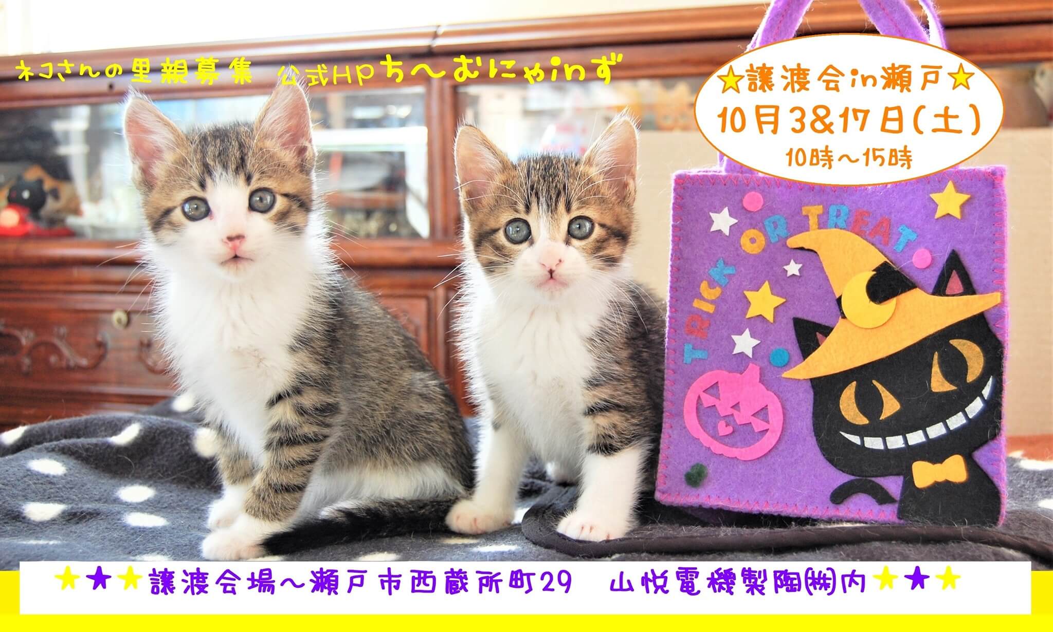 猫の譲渡会 IN 瀬戸 ～ ちーむにゃいんず ２０２０年１０月３日＆１７日開催