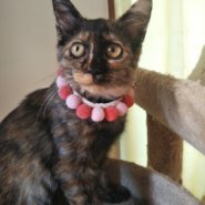 元気で懐こい　サビ猫のアゲハちゃん♪