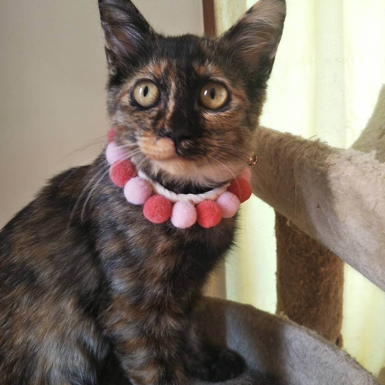 元気で懐こい　サビ猫のアゲハちゃん♪