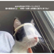 ねこの譲渡会inピザガーリック