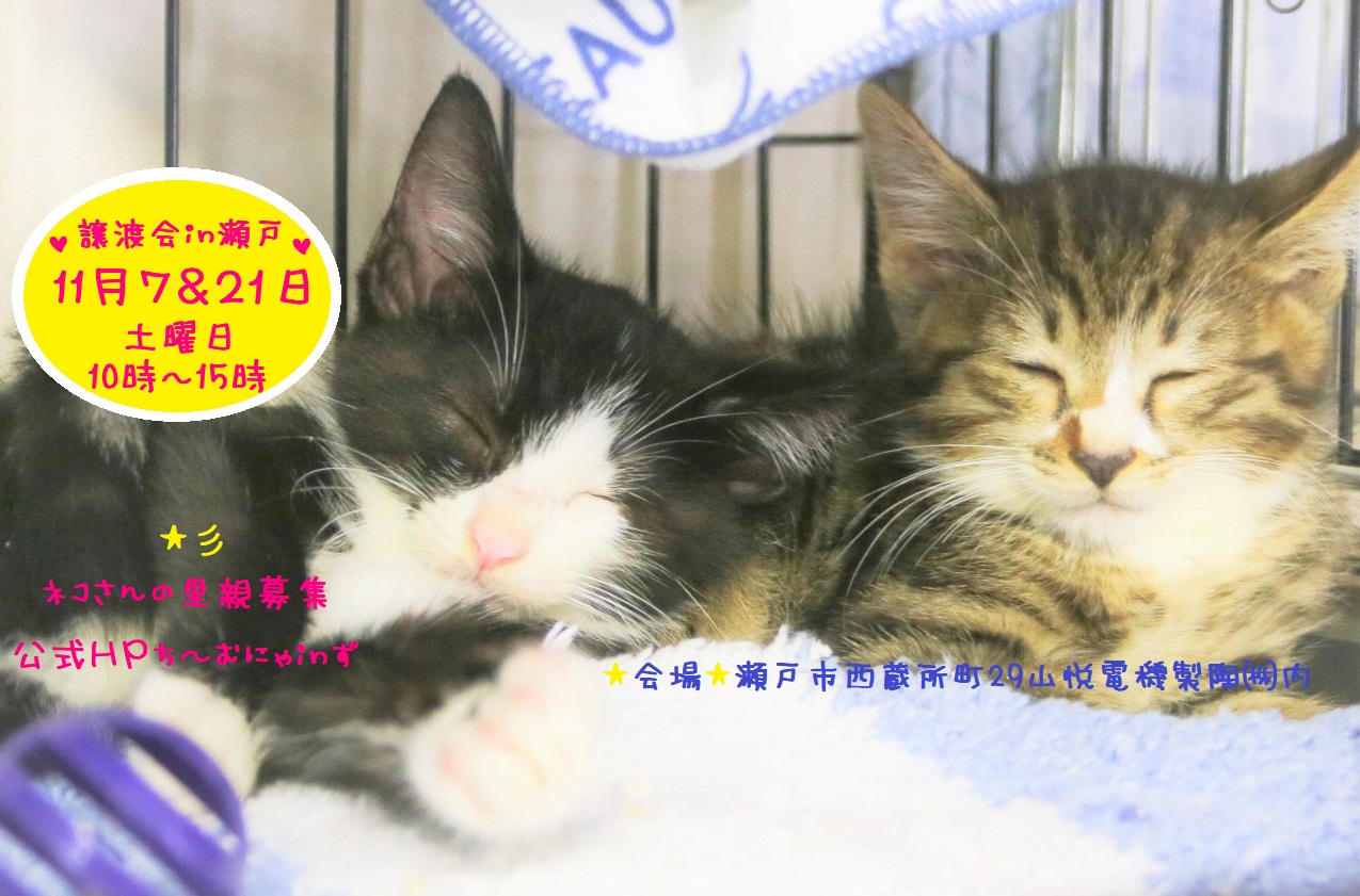 猫の譲渡会 IN 瀬戸 ～ ちーむにゃいんず ２０２０年１１月７日＆２１日開催