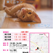 sakai猫活　猫の譲渡会