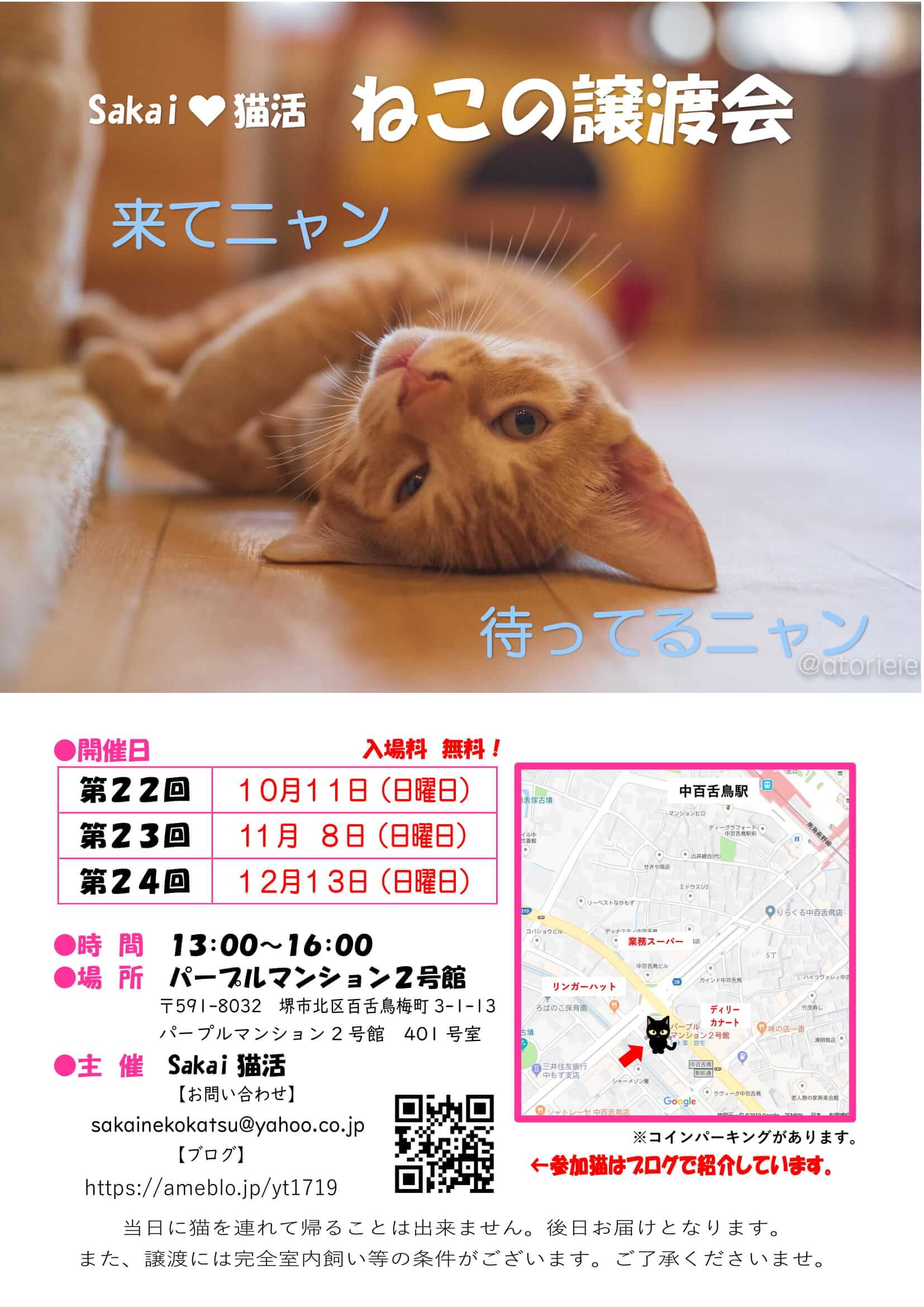sakai猫活　猫の譲渡会