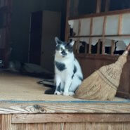 ぶちもようのハナ