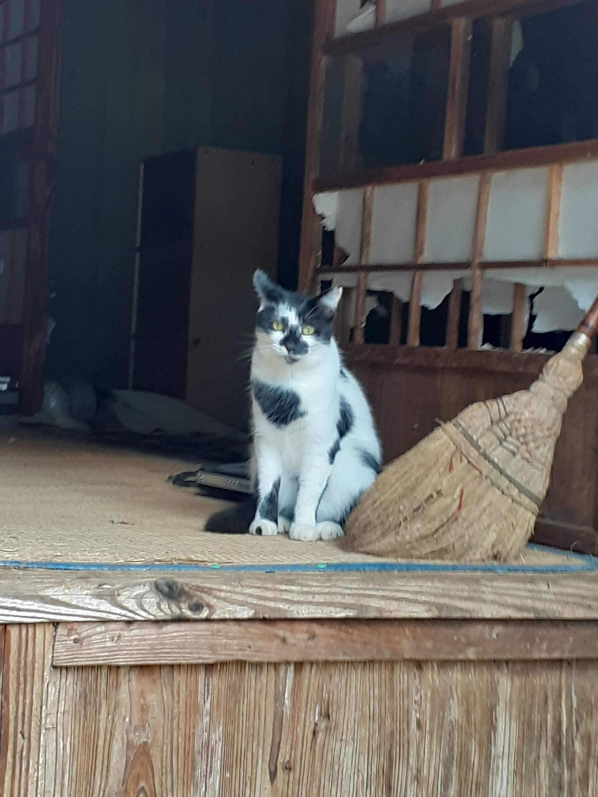 ぶちもようのハナ