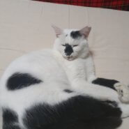 決まりました！涯室内飼育で可愛がって下さい！