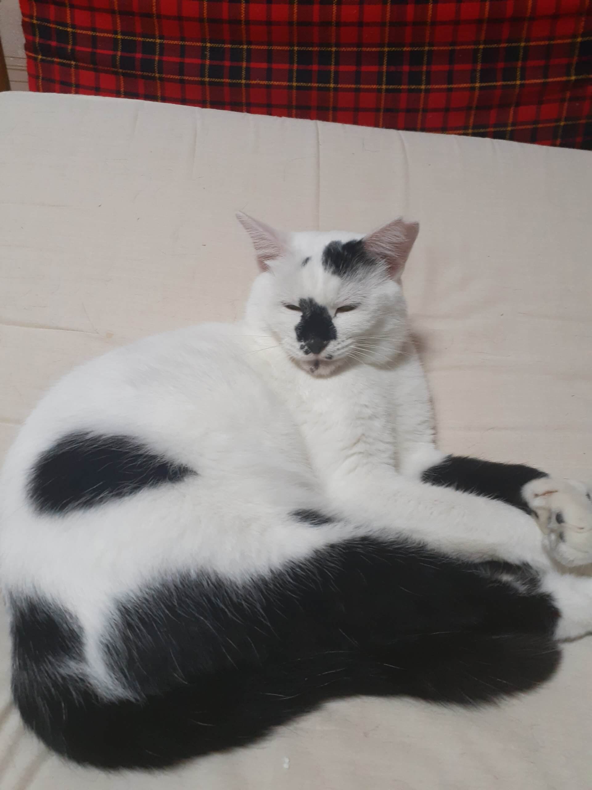 決まりました！涯室内飼育で可愛がって下さい！