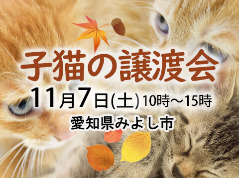 子猫がいる譲渡会-愛知県みよし市-