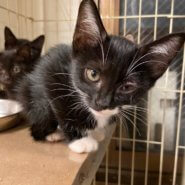 【保護猫】桔梗推定３ヶ月♀黒白靴下猫