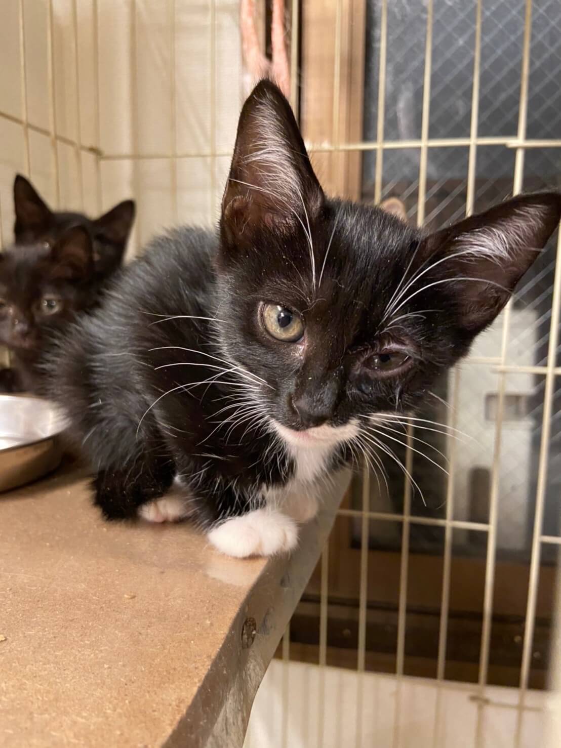 【保護猫】桔梗推定３ヶ月♀黒白靴下猫