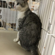 エイズ陽性ですが元気！すすむくん