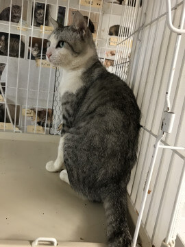 エイズ陽性ですが元気！すすむくん