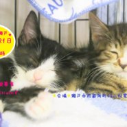 猫の譲渡会 IN 瀬戸 ～ ちーむにゃいんず ２０２０年１１月７日＆２１日開催