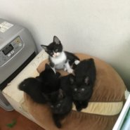 生後2ヶ月前後の兄弟猫